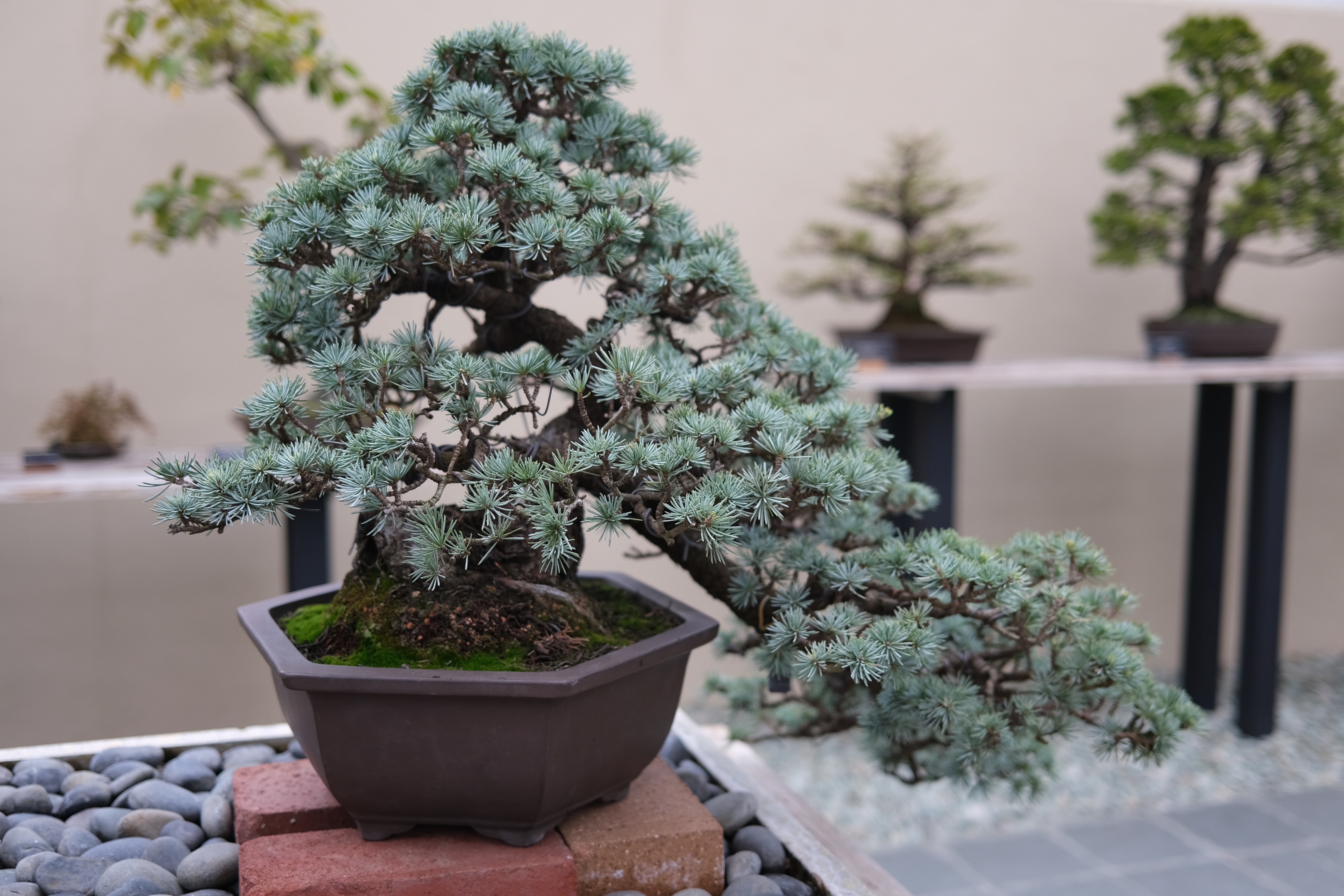 A cascade-style bonsai