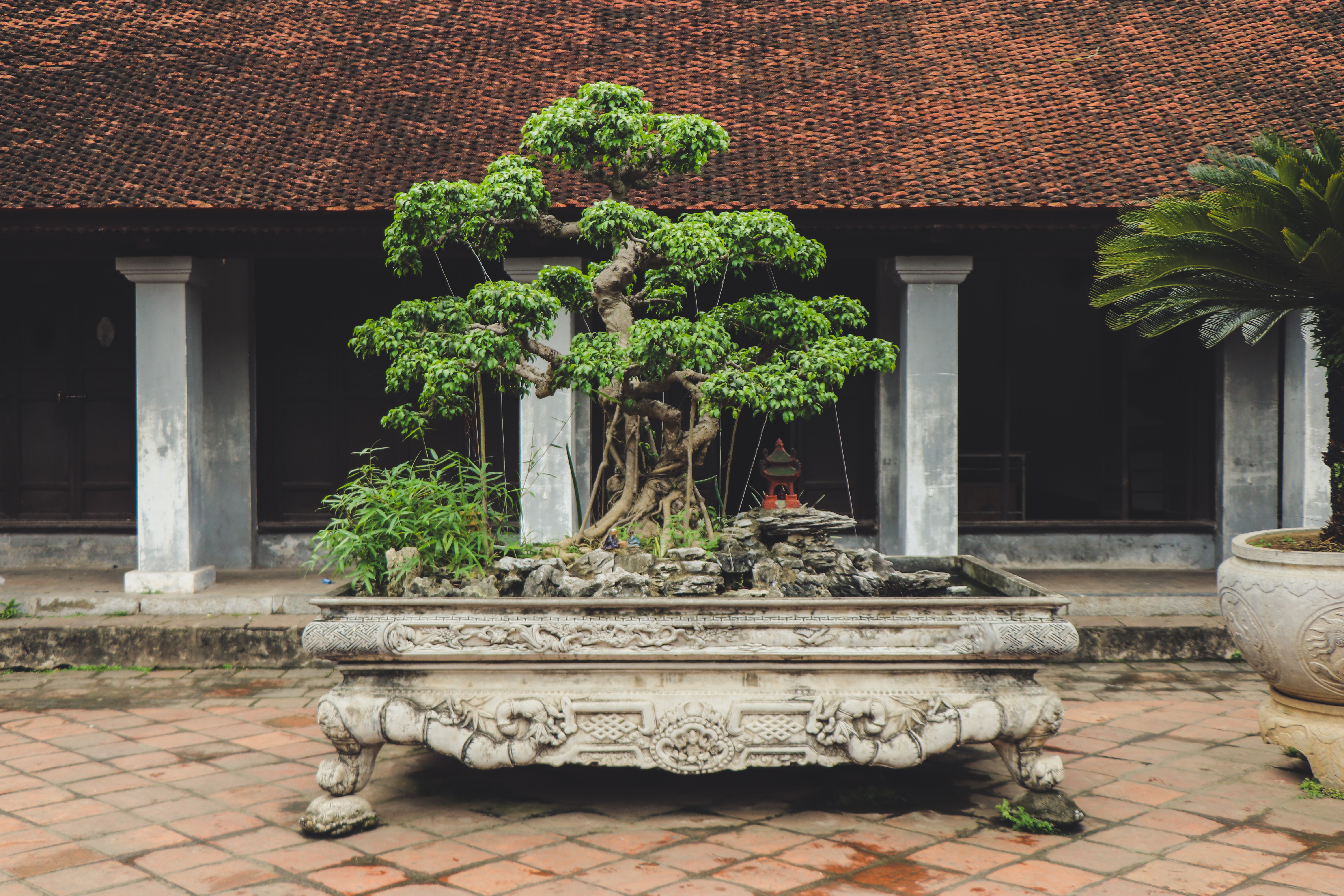 Bonsai in front of an old house