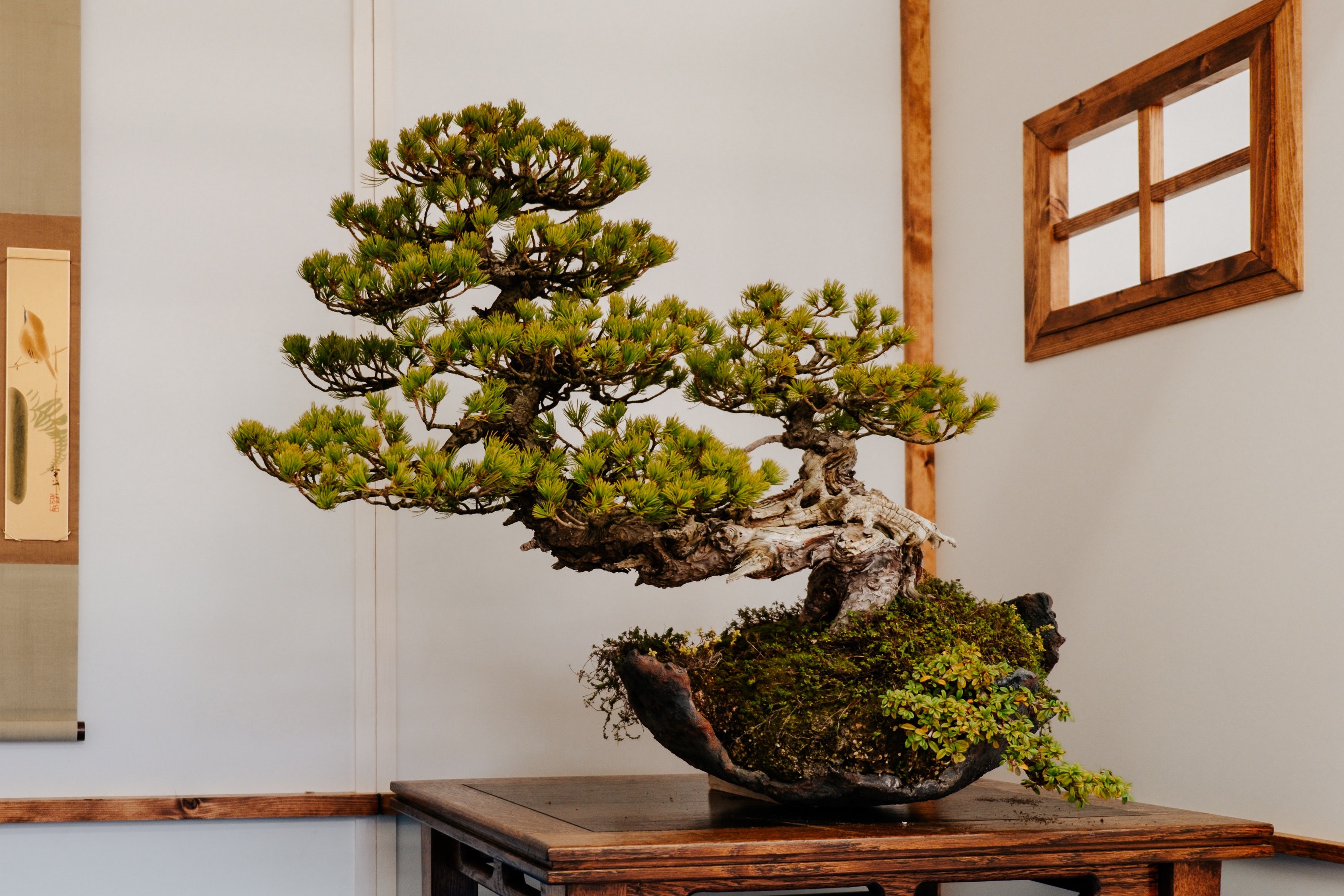 Bonsai inside a home