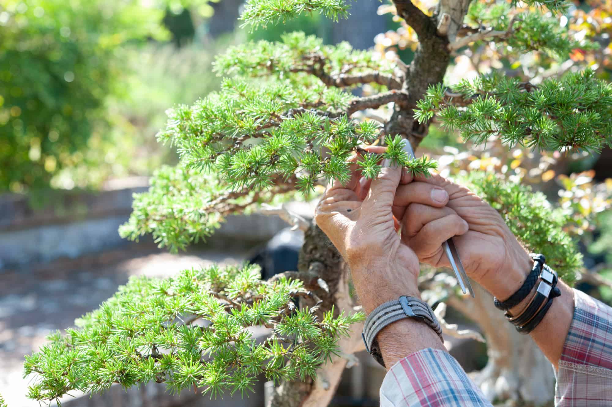 Hands pruning a bonsai