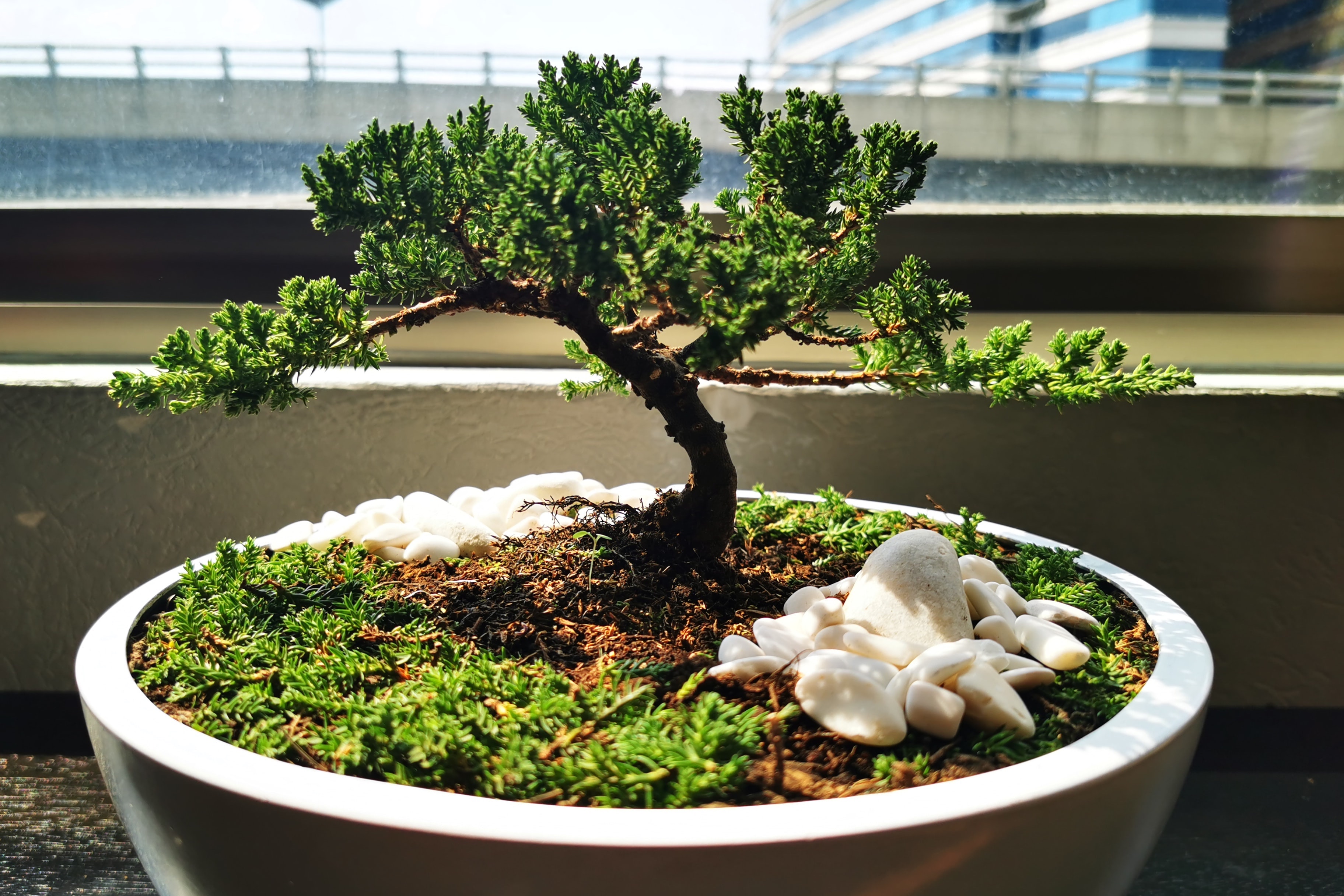 Small straight bonsai