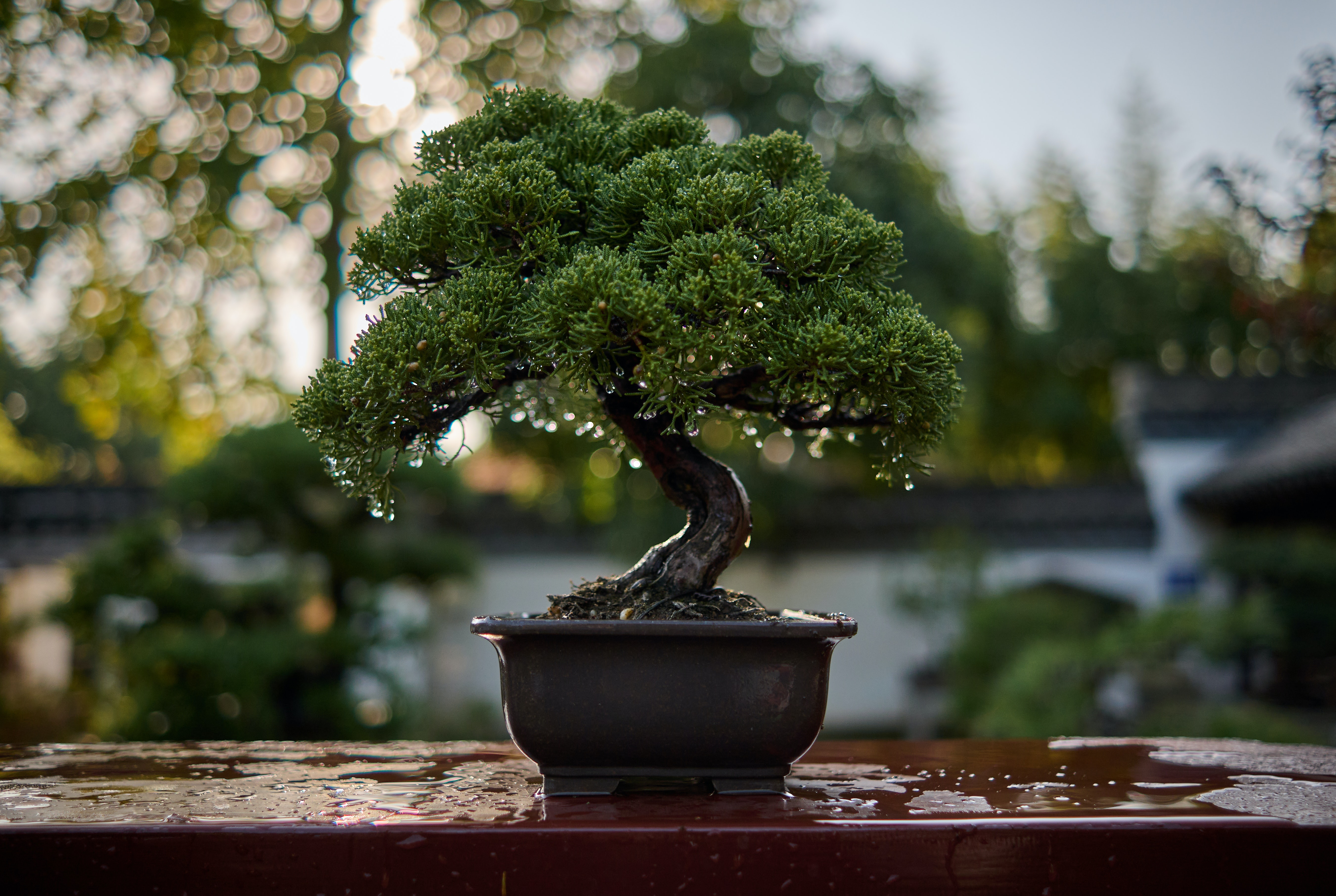 A bonsai has just been watered